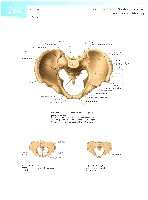 Sobotta  Atlas of Human Anatomy  Trunk, Viscera,Lower Limb Volume2 2006, page 271